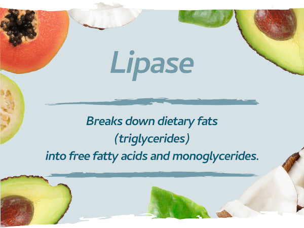 Vegan Digestive Enzymes with Betaine HCl